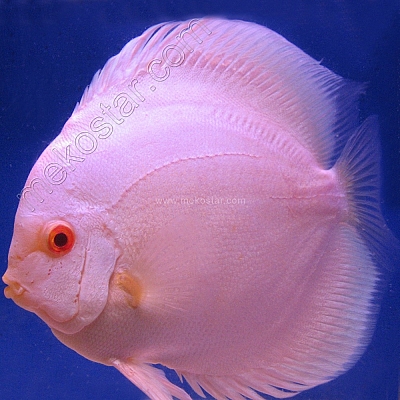 Albino Blue Diamond 11 - 12 cm Albino Blue Diamond 11 - 12 cm