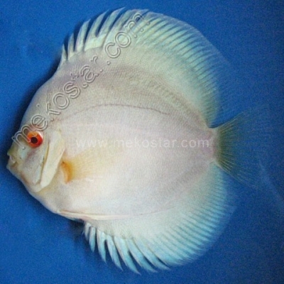 Albino Blue Diamond 7 - 8 cm Albino Blue Diamond 7 - 8 cm