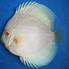 Albino-Blue-Diamond-9-10-cm
