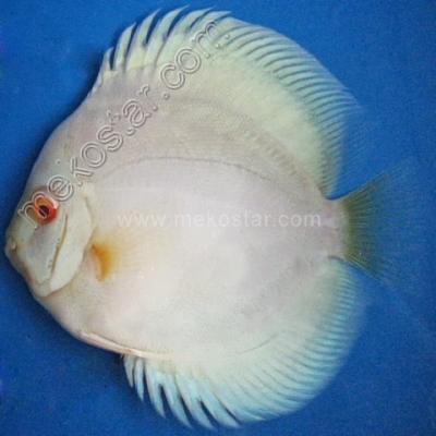Albino Blue Diamond 9 - 10 cm