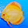 Albino Golden 11 - 12 cm Albino-Golden-11-12-cm