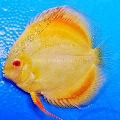 Albino Golden 11 - 12 cm