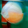 Albino-Snow-White-13-14-cm
