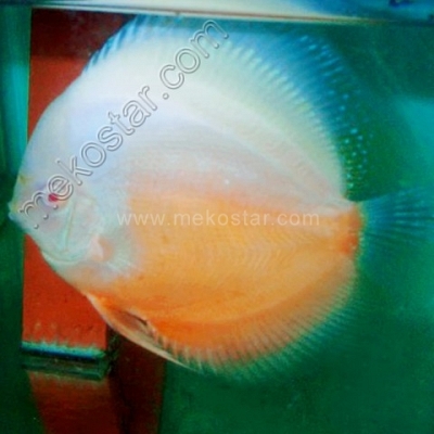Albino Snow White 13 - 14 cm Albino Snow White 13 - 14 cm