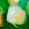 Albino-Snow-White-9-10-cm