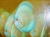 Blue-Diamond-11-12-cm