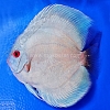 Blue Diamond 13 - 14 cm Blue-Diamond-13-14-cm