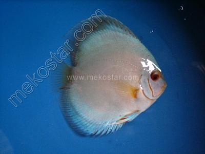 Blue Diamond 9 - 10 cm