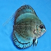 Cobalt-Blue-5-6-cm