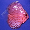 Cobalt-Blue-7-8-cm