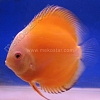 Golden 11 - 12 cm Golden-11-12-cm