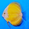 Golden-13-14-cm