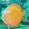 Golden-15-16-cm