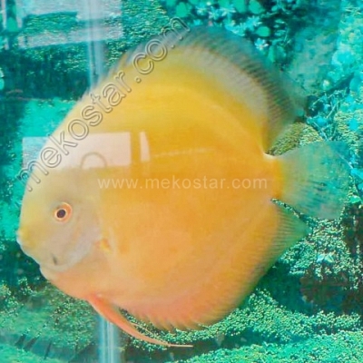 Golden 15 - 16 cm