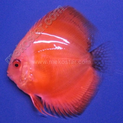 Golden 5 - 6 cm