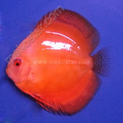 Golden 7 - 8 cm