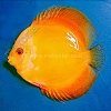 Golden-9-10-cm