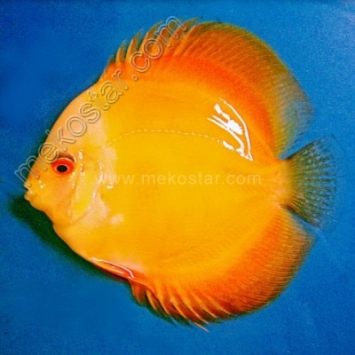Golden 9 - 10 cm
