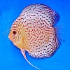 Leopard-11-12-cm