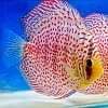 Leopard 13 - 14 cm Leopard-13-14-cm