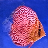 Leopard-9-10-cm