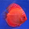 Malboro 11 - 12 cm Malboro-11-12-cm