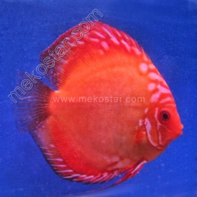 Malboro 11 - 12 cm Malboro 11 - 12 cm