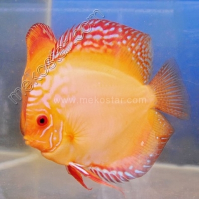 Malboro 15 - 16 cm Malboro 15 - 16 cm