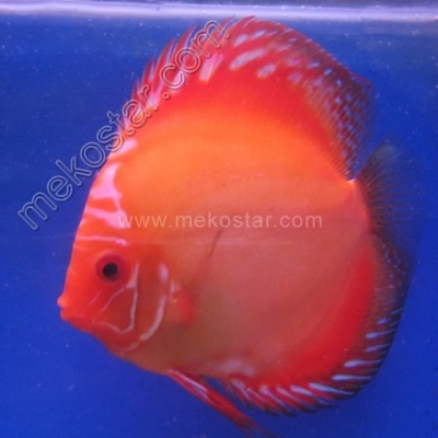 Malboro 9 - 10 cm