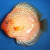 Pearl-Pigeon-11-12-cm
