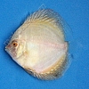 Pearl-Pigeon-5-6-cm