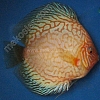 Pearl-Pigeon-9-10-cm