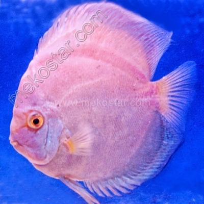 Platinum 15 - 16 cm