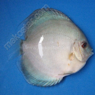 Platinum 7 - 8 cm