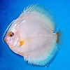 Platinum-9-10-cm