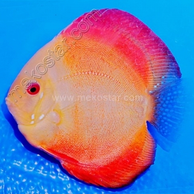Red Melon 11 - 12 cm