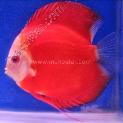 Red Melon 13 - 14 cm