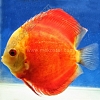 Red Melon 15 - 16 cm Red-Melon-15-16-cm