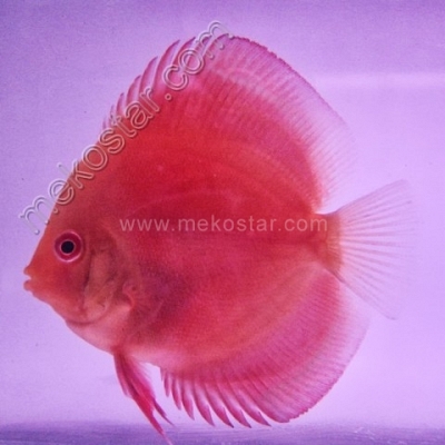 Red Melon 5 - 6 cm
