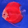 Red Melon White Face 11 - 12 cm Red-Melon-White-Face-11-12-cm