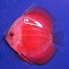Red-Melon-White-Face-5-6-cm