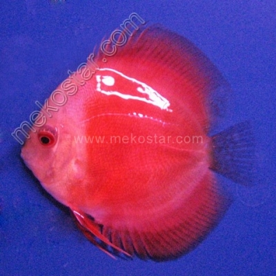 Red Melon White Face 5 - 6 cm Red Melon White Face 5 - 6 cm
