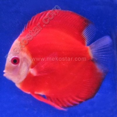 Red Melon White Face 9 - 10 cm Red Melon White Face 9 - 10 cm