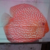 Red Pearl Pigeon 11 - 12 cm Red-Pearl-Pigeon-11-12-cm