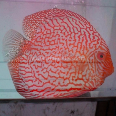 Red Pearl Pigeon 11 - 12 cm