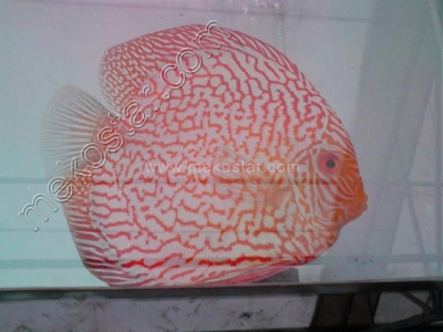 Red Pearl Pigeon 17 up