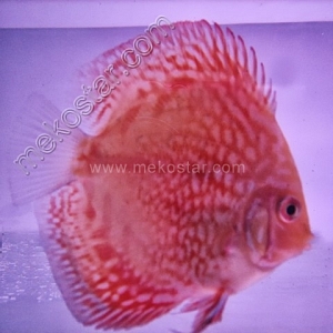 Red-Pearl-Pigeon-5-6-cm