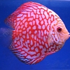 Red-Pearl-Pigeon-7-8-cm