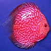 Red-Pigeon-11-12-cm