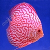 Red-Pigeon-13-14-cm
